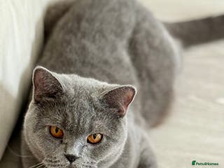 British Shorthair cats Beautiful British Shorthair Girl – Blue 🐾💙 - Advert 2