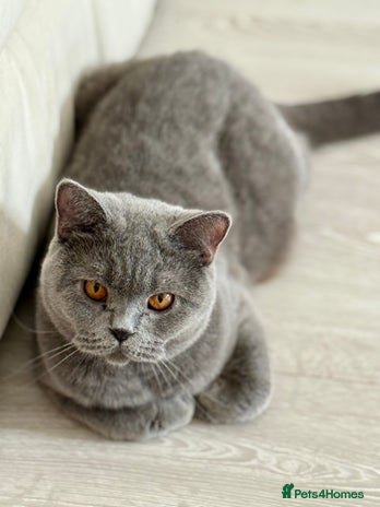 British Shorthair cats - Advert 9