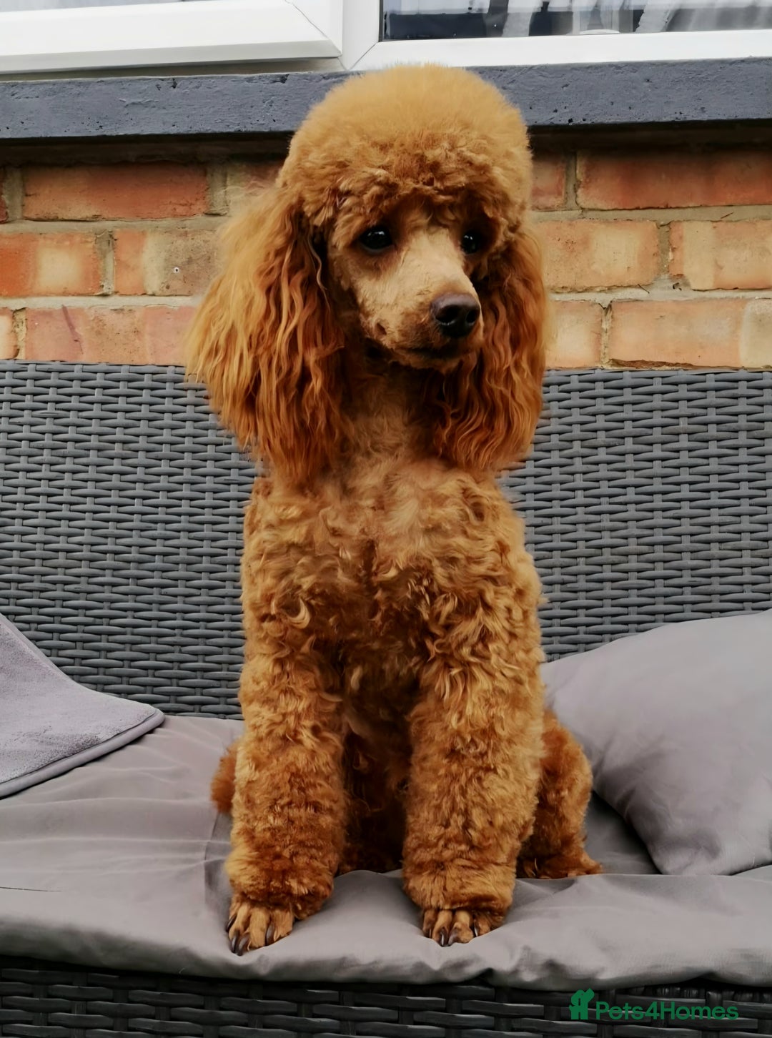 Cavapoo dogs for sale: TOY F1 RED CAVAPOOS extensivly dna clear. - Image 16