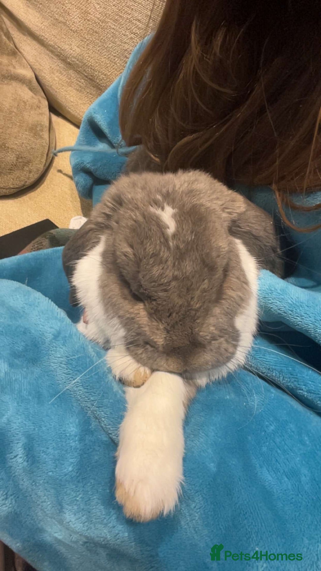 French Lop rabbits for sale: Giant French lop - Image 5