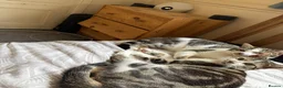 Mixed Breed cats for sale: Two energetic brothers looking for a home  - Advert 4