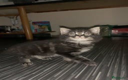 Maine Coon cats for sale: Stunning maincoon  - Image 8