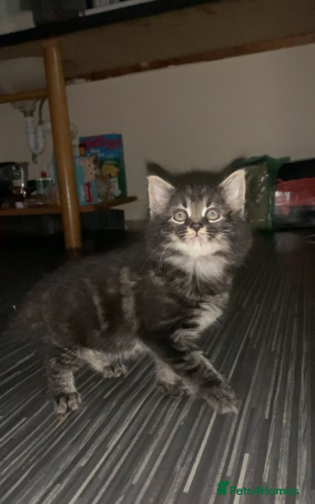 Maine Coon cats for sale: Stunning maincoon  - Image 8