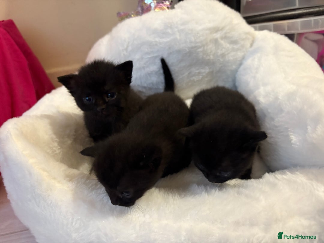 British Shorthair cats for sale: Black british shorthair kittens - Image 2
