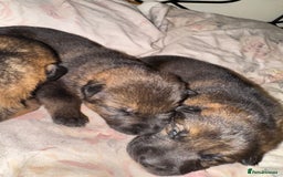 German Shepherd dogs for sale: 5 beautiful GSD puppies - Male £600 female £800 - Image 2