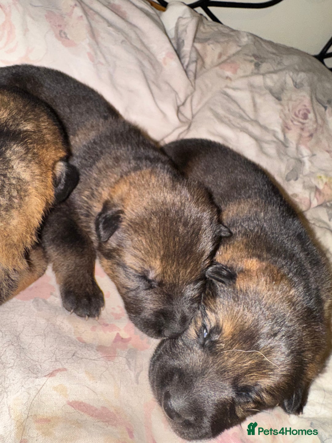 German Shepherd dogs for sale: 5 beautiful GSD puppies - Male £600 female £800 - Image 2