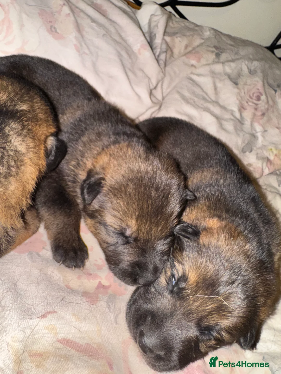 German Shepherd dogs for sale: Mother and father need rehoming , £0!  - Advert 3