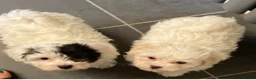 Toy Poodle dogs for stud: Stunning Maltese at STUD in Coventry - Advert 10
