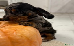 Dachshund dogs for sale: Dachshund puppies for sale  - Image 2