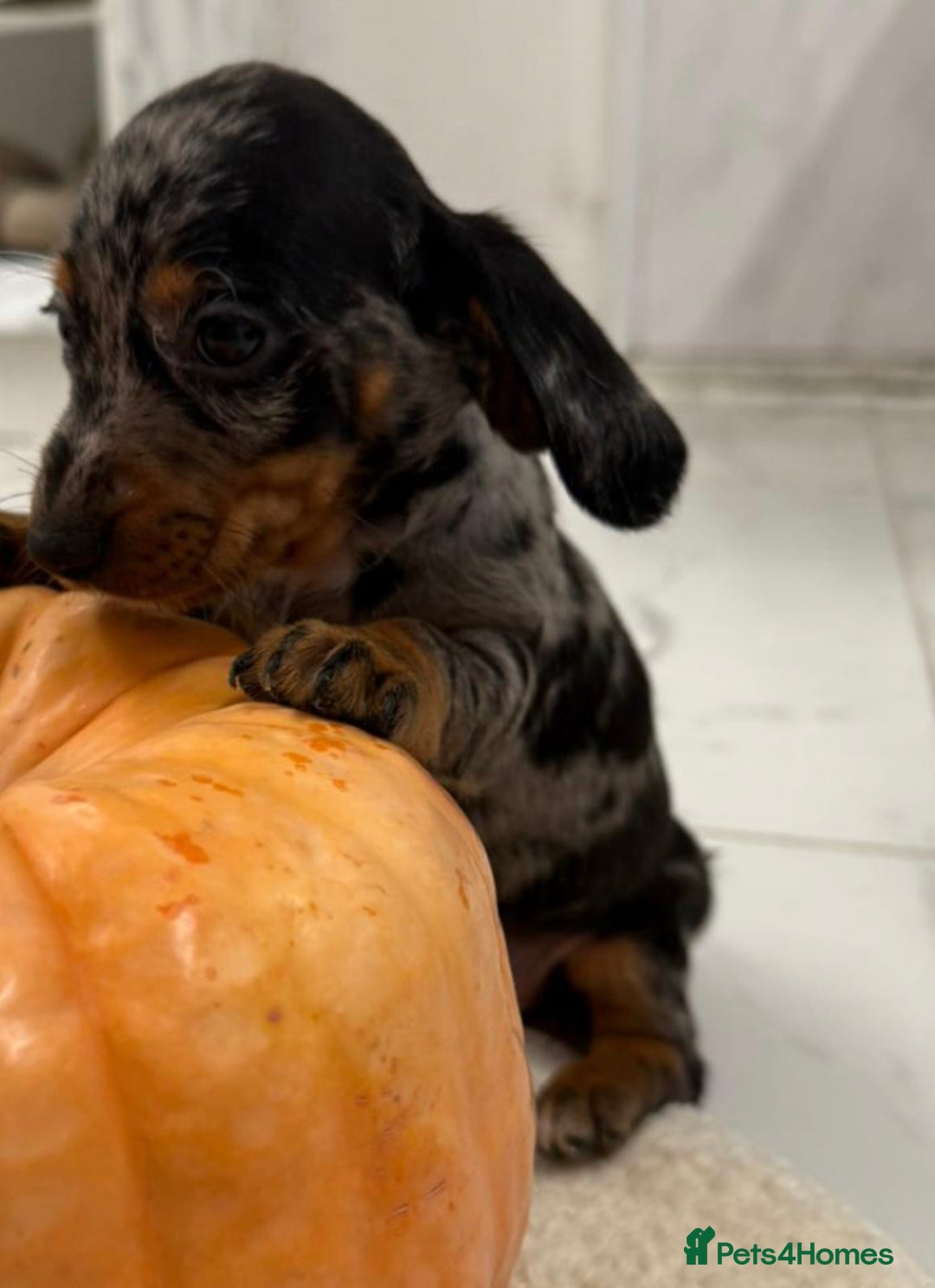 Dachshund dogs for sale: Dachshund puppies for sale  - Image 2