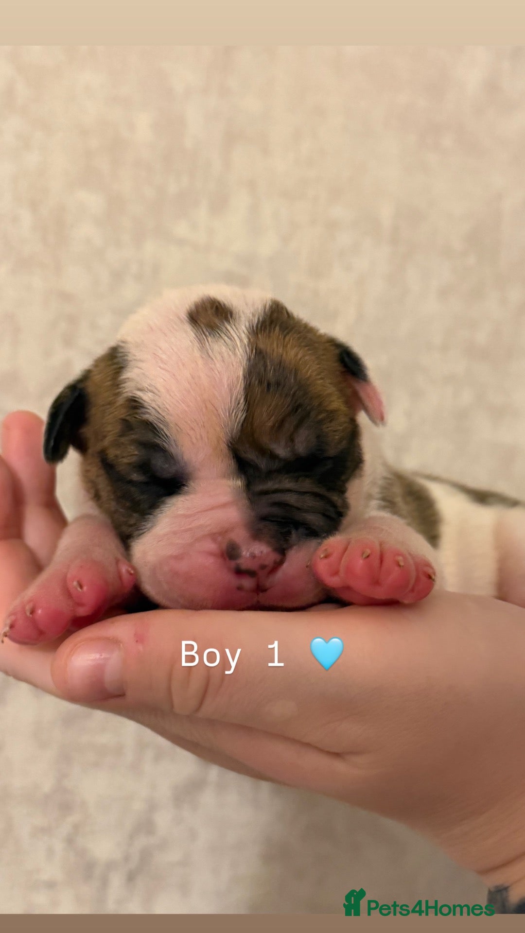 American Bulldog dogs American Bulldog Puppies!  - Advert 8