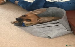 Chihuahua dogs for sale: Beautiful family friendly chihuahua  - Image 3