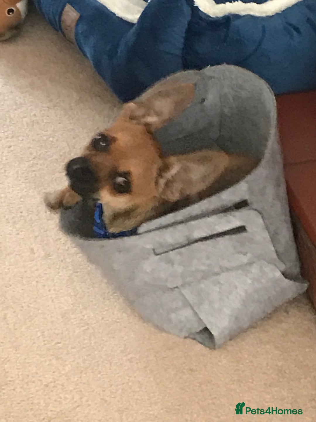 Chihuahua dogs for sale: Beautiful family friendly chihuahua  - Image 3