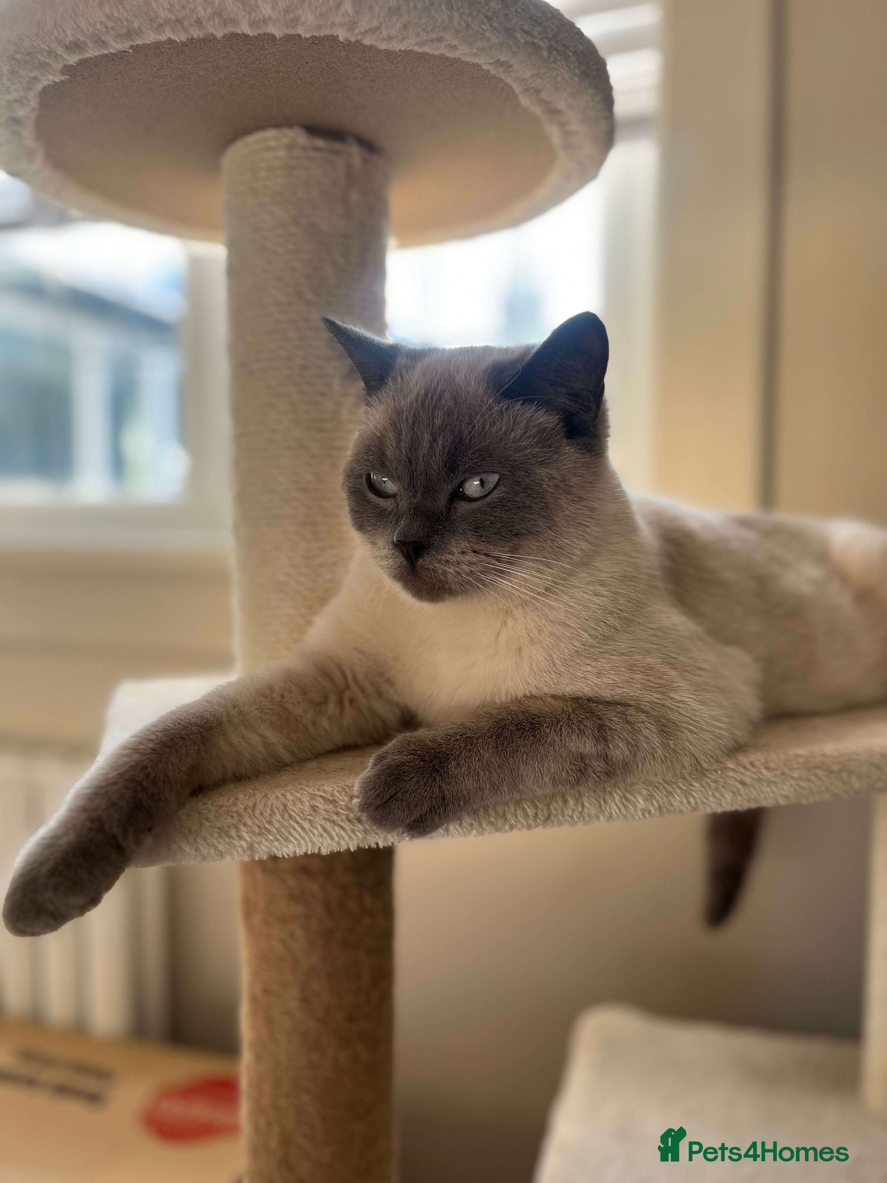 British Shorthair cats Handsome Blue Colourpoint for Stud Duties in Sutton Coldfield - Advert 3