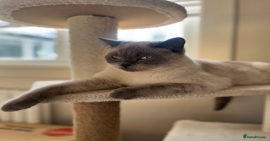 British Shorthair cats in Sutton Coldfield - Advert 11