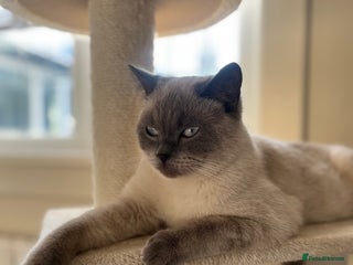 British Shorthair cats in Sutton Coldfield - Advert 22