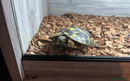 Hermann Tortoise reptiles for sale: Hermann tortoise 2 years old - Image 4