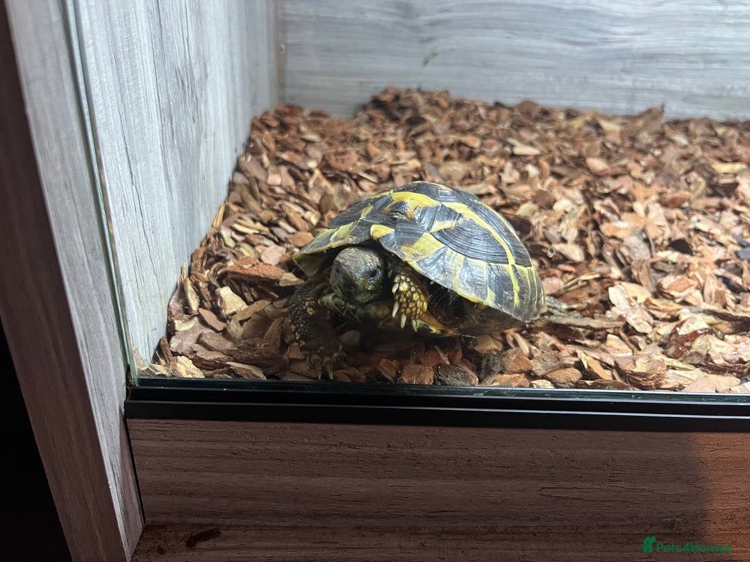 Hermann Tortoise reptiles for sale: Hermann tortoise 2 years old - Image 4
