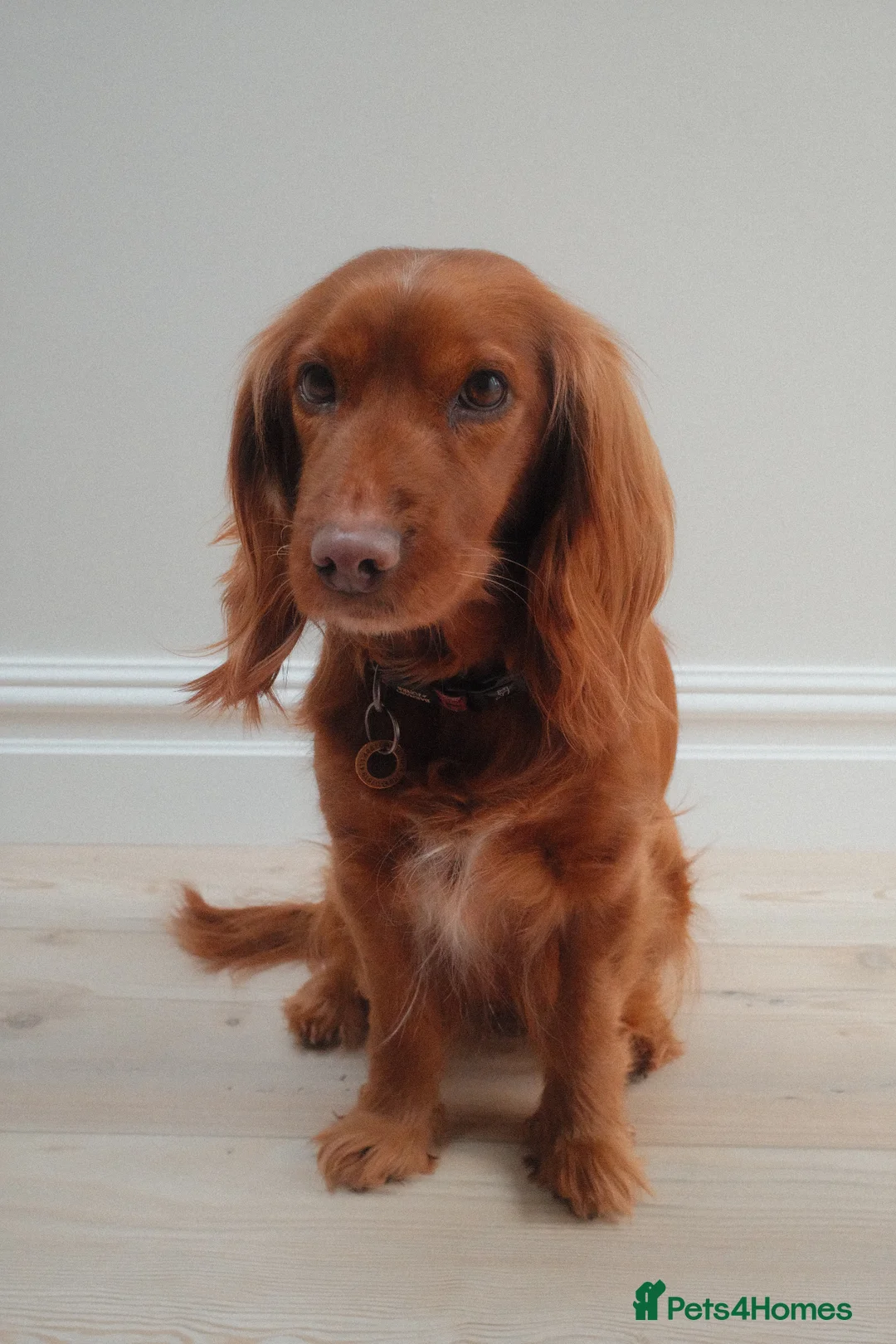 Cockapoo dogs for sale: Cockapoo puppies due May - Advert 2