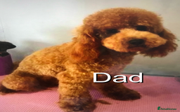 Cavapoo dogs for sale: EXTENSIVELY HEALTH TESTED Red Cavapoos - Image 10