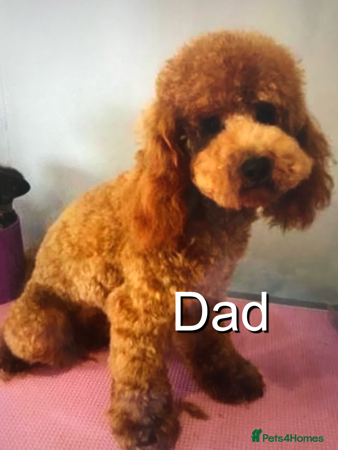 Cavapoo dogs for sale: EXTENSIVELY HEALTH TESTED Red Cavapoos - Image 10
