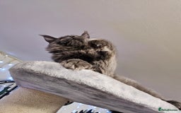Maine Coon cats for sale: 🔥*Stunning Litter of 8💎Solid Blue Maine Coon*🔥  - Image 21