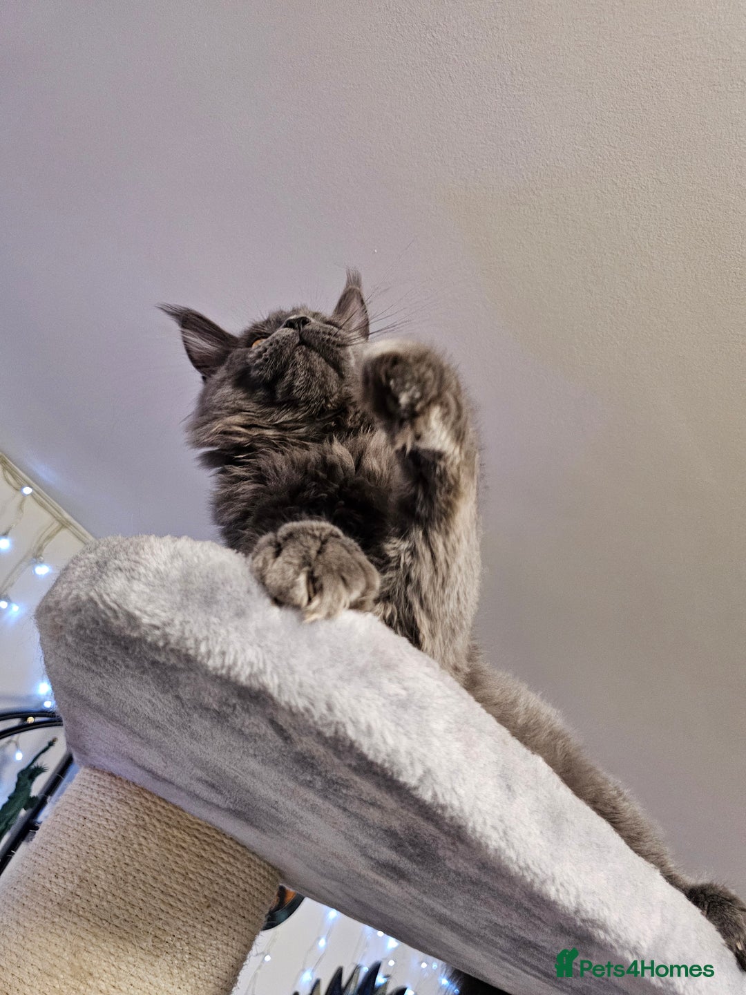 Maine Coon cats for sale: 🔥*Stunning Litter of 8💎Solid Blue Maine Coon*🔥  - Image 21
