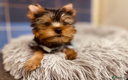 Yorkshire Terrier dogs for sale: Boy Yorkshire Terrier  - Image 5