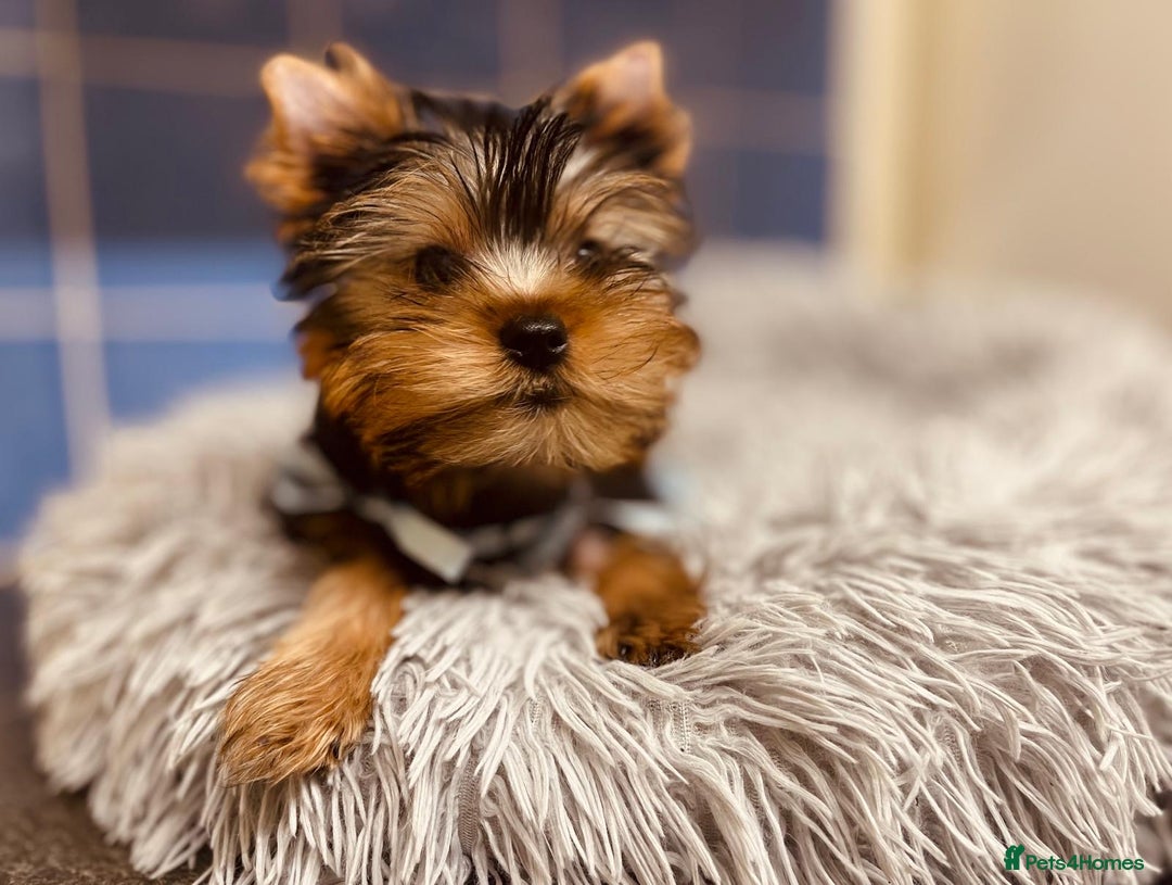 Yorkshire Terrier dogs for sale: Boy Yorkshire Terrier  - Image 5