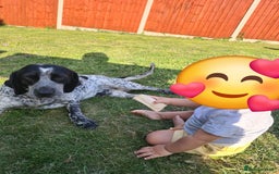 Mixed Breed dogs for sale: Forrest (Pet free for a lovely home). - Image 6