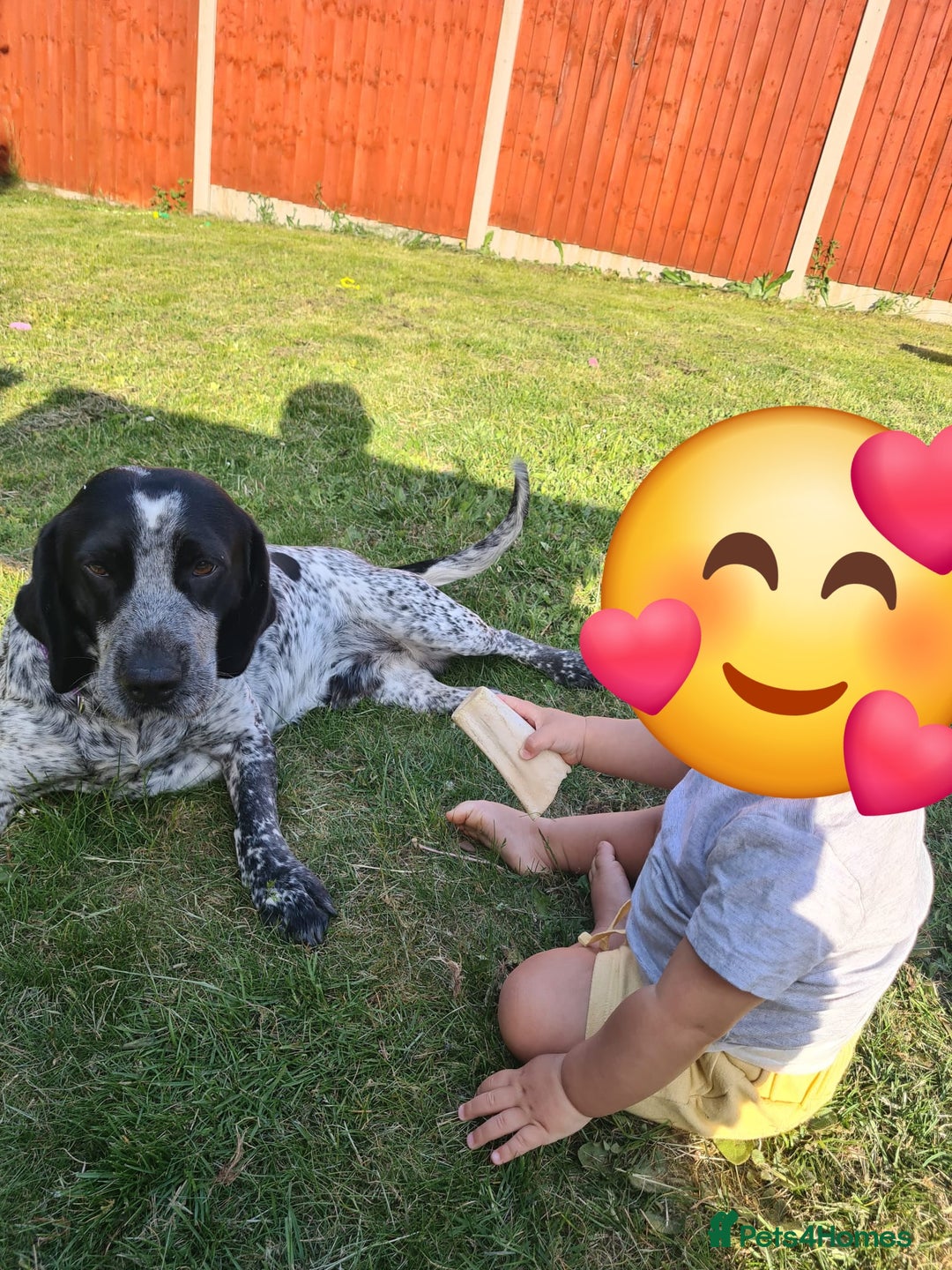 Mixed Breed dogs for sale: Forrest (Pet free for a lovely home). - Image 6