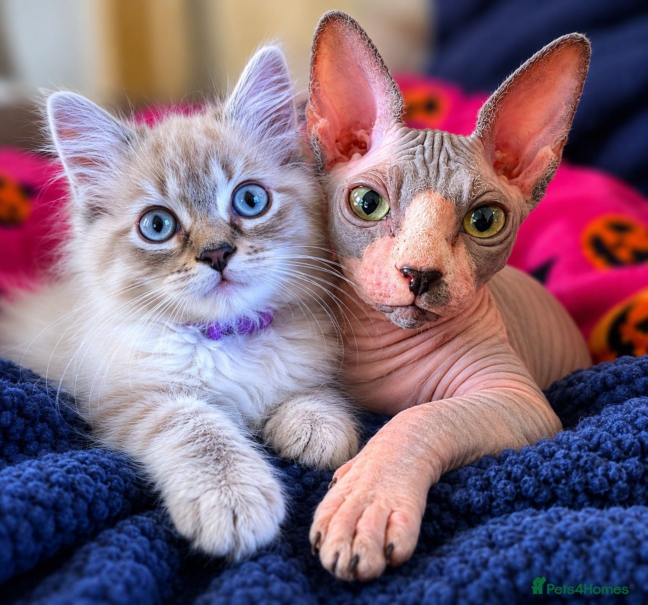 Mixed Breed cats Bonded Female Kittens - Advert 13