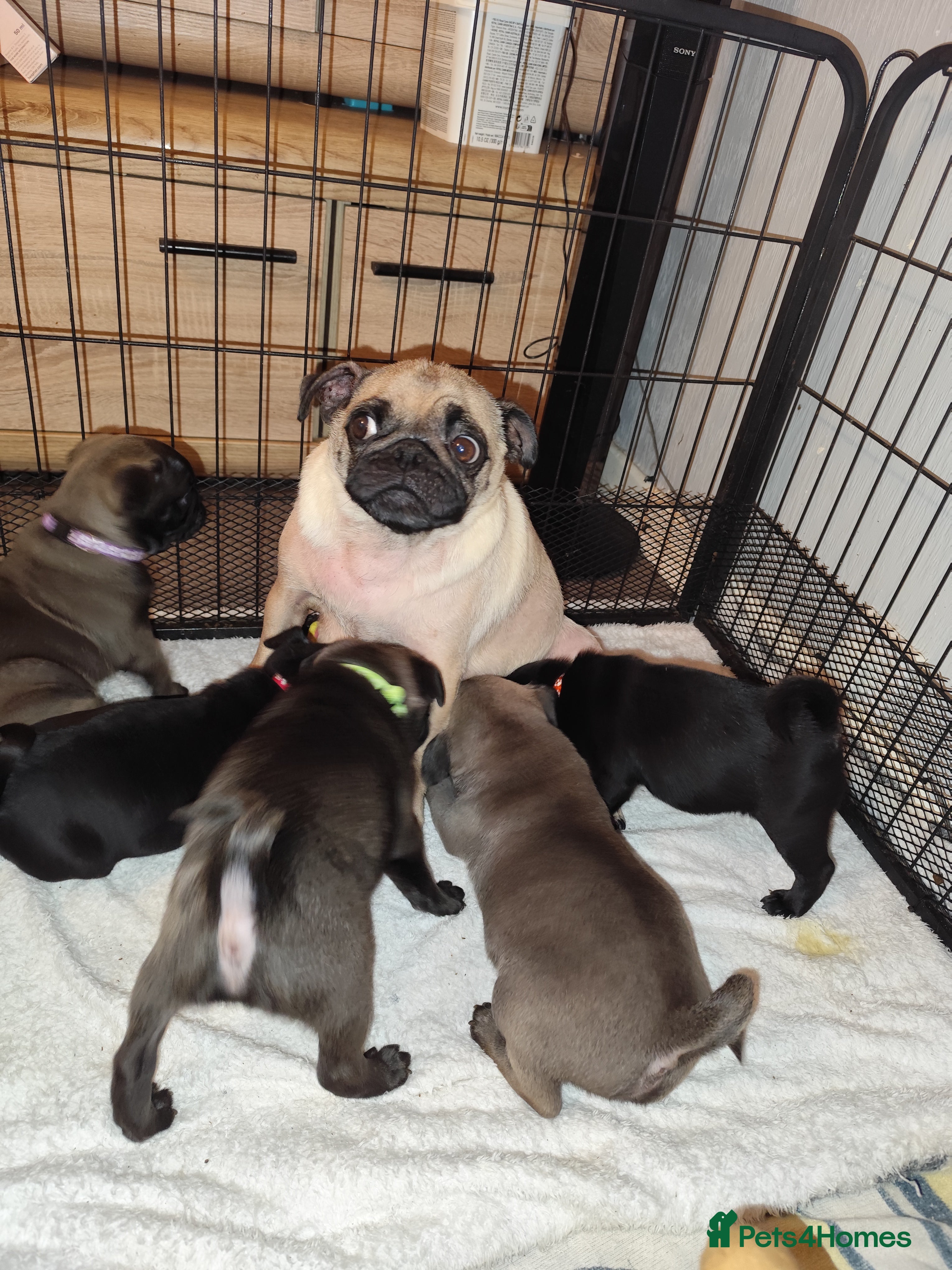 Pug dogs Cute pug puppies - Advert 5