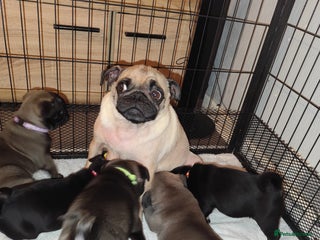 Pug dogs Cute pug puppies - Advert 13