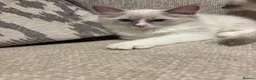 Ragdoll cats for sale: Ragdoll kittens  - Advert 6