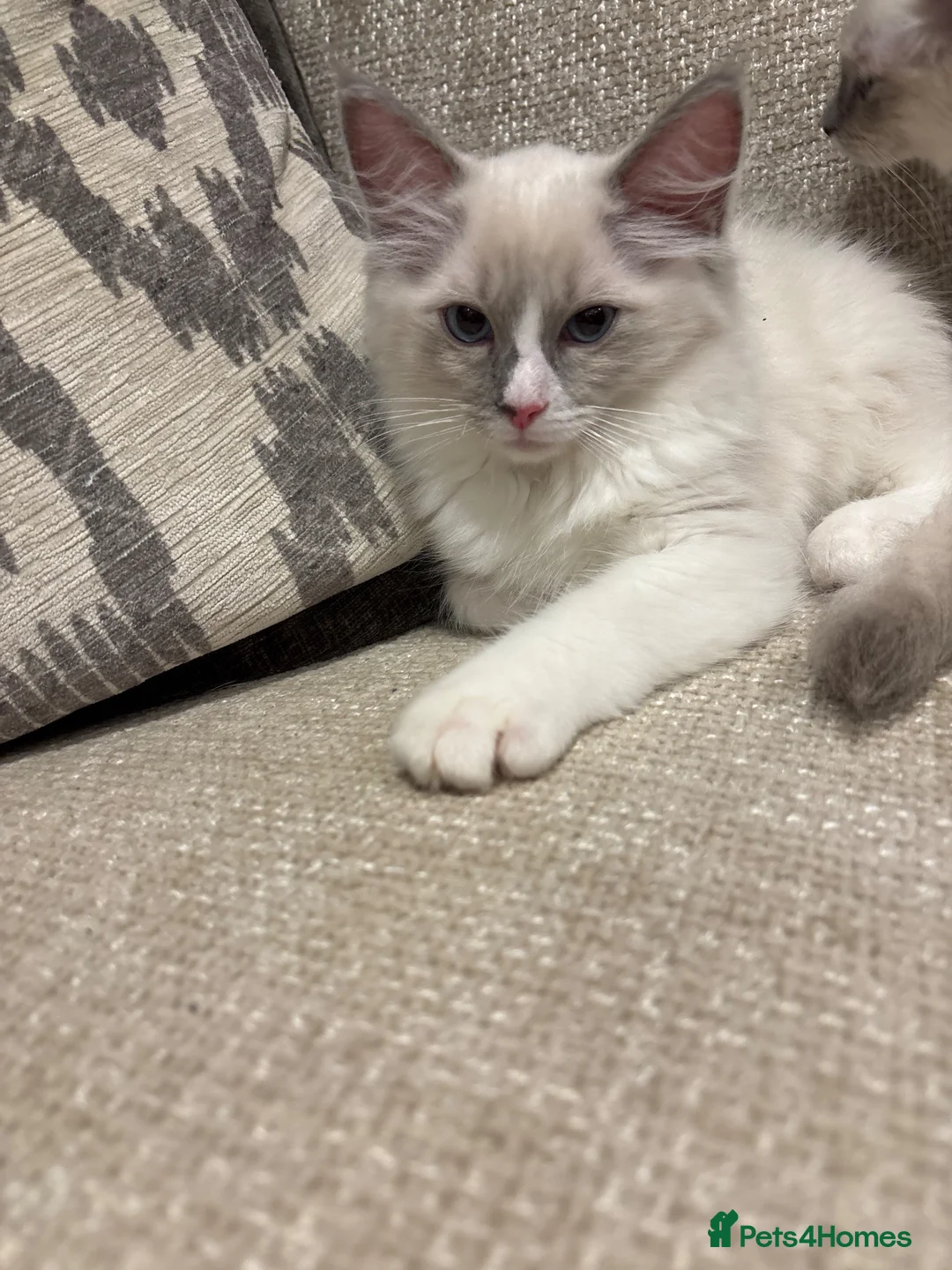 Ragdoll cats for sale: Ragdoll kittens  - Advert 6