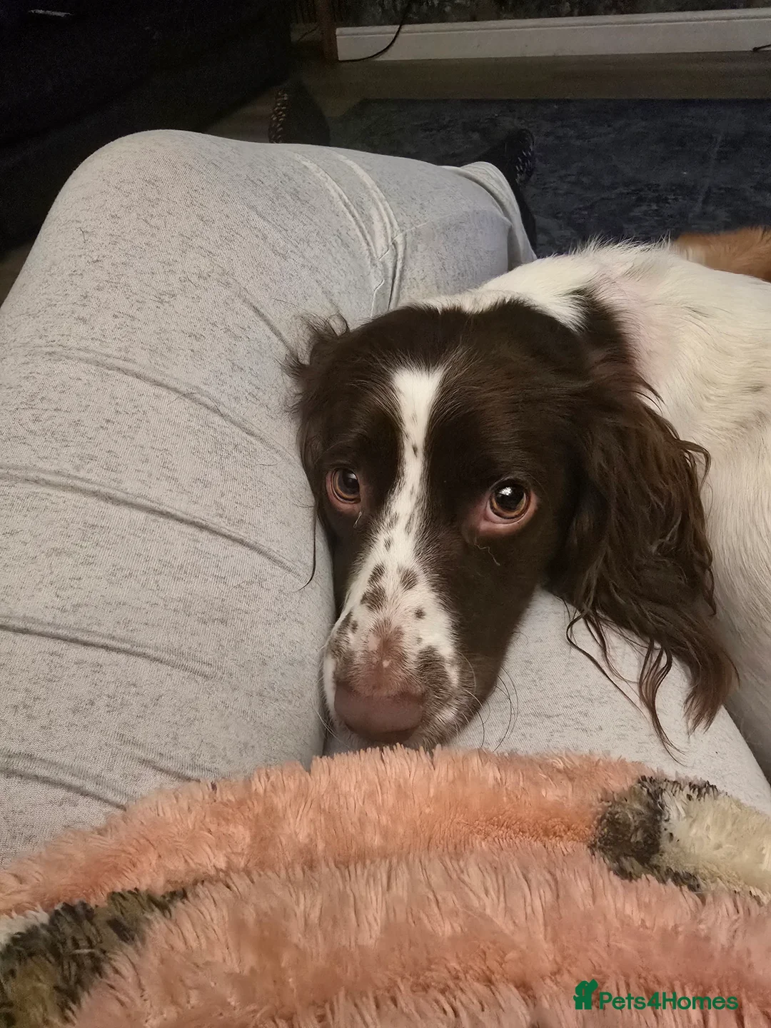 English Springer Spaniel dogs for sale: 2 year old female springer spaniel - Advert 4