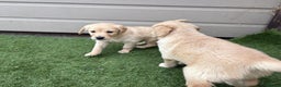 Golden Retriever dogs for sale: Playful Golden Retriever pups - Advert 3