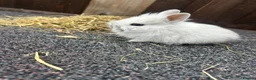 Mixed Breed rabbits for sale: Baby bunnies  - Advert 6