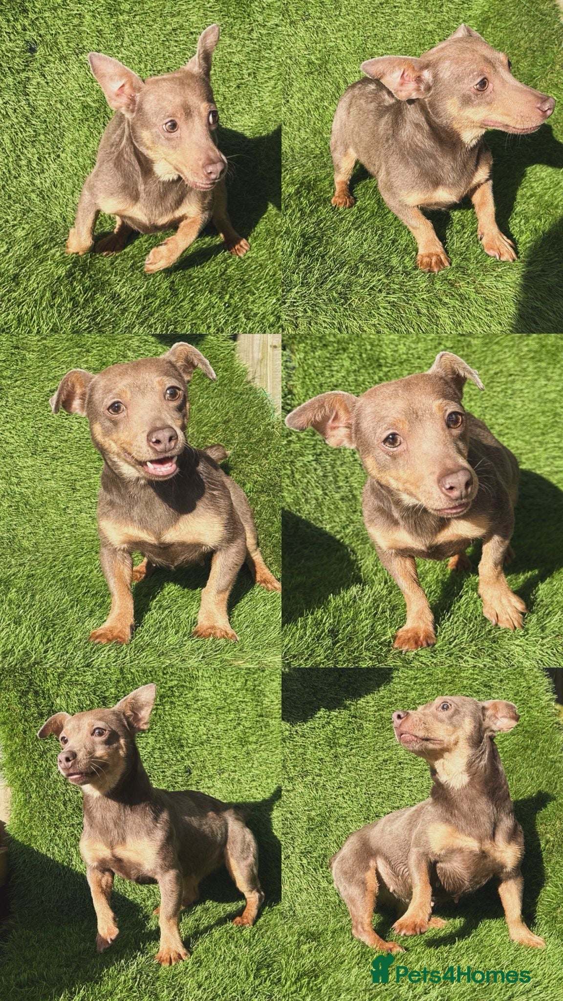 Jack Russell dogs Much wenlock female 2yr old  - Advert 7