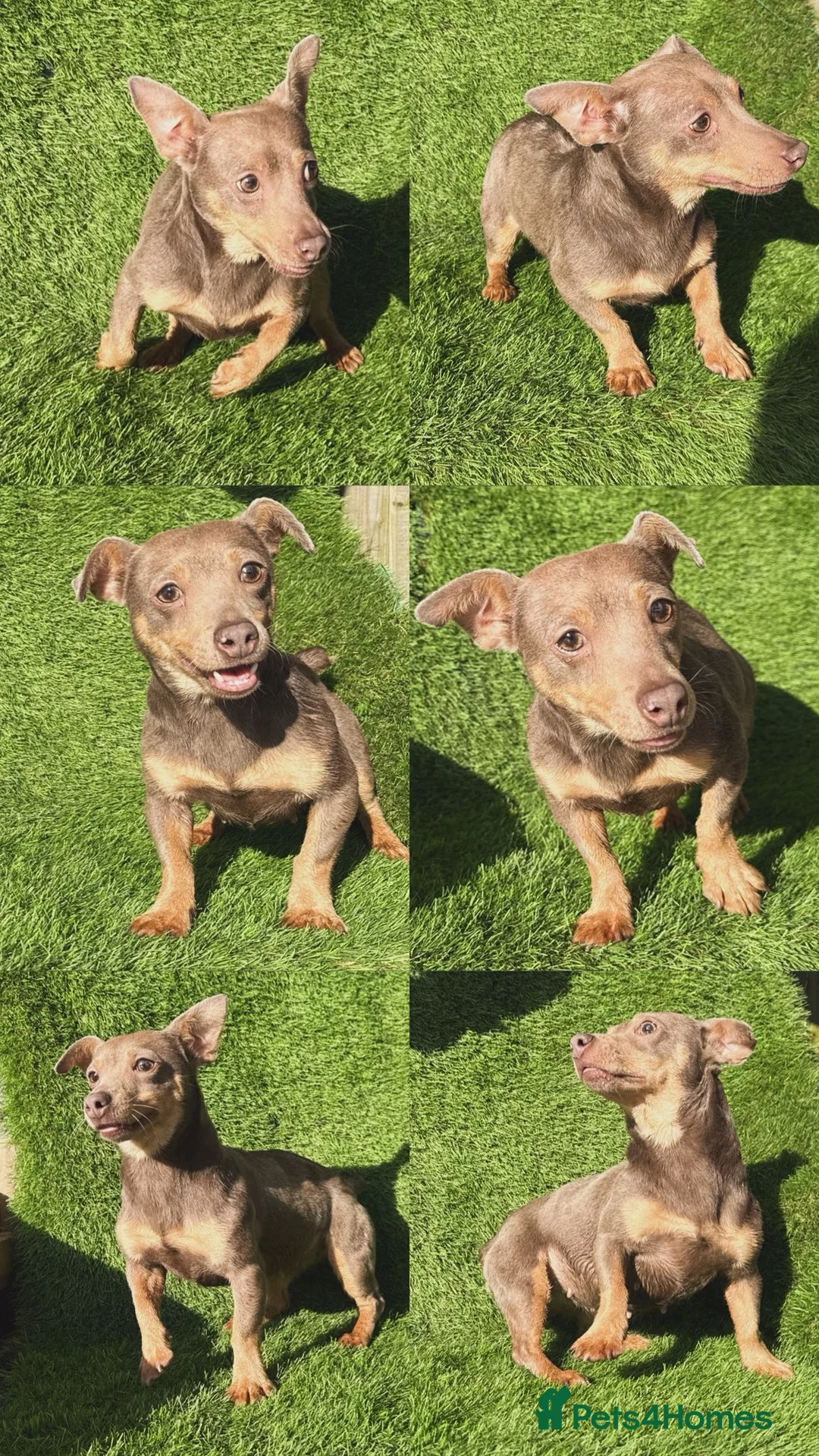 Jack Russell dogs for sale: Much wenlock female 2yr old  - Advert 1