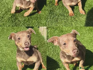 Jack Russell dogs Much wenlock female 2yr old - Advert 7