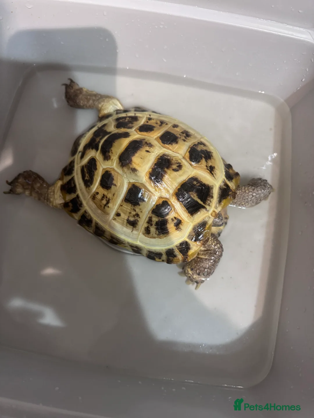 Hermann Tortoise reptiles for sale: Herman tortoise with full set up  - Advert 5