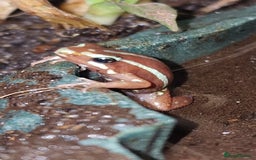 Frog reptiles for sale: Epipedobates anthonyi 'Santa Isabel' dart frogs - Image 1