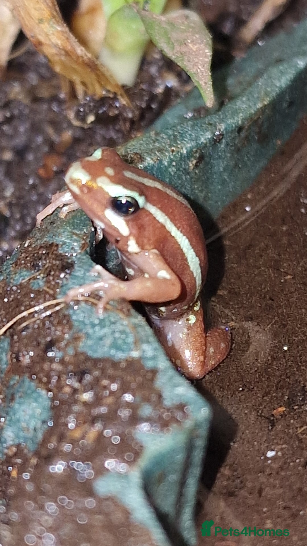 Frog reptiles for sale: Epipedobates anthonyi 'Santa Isabel' dart frogs - Image 1