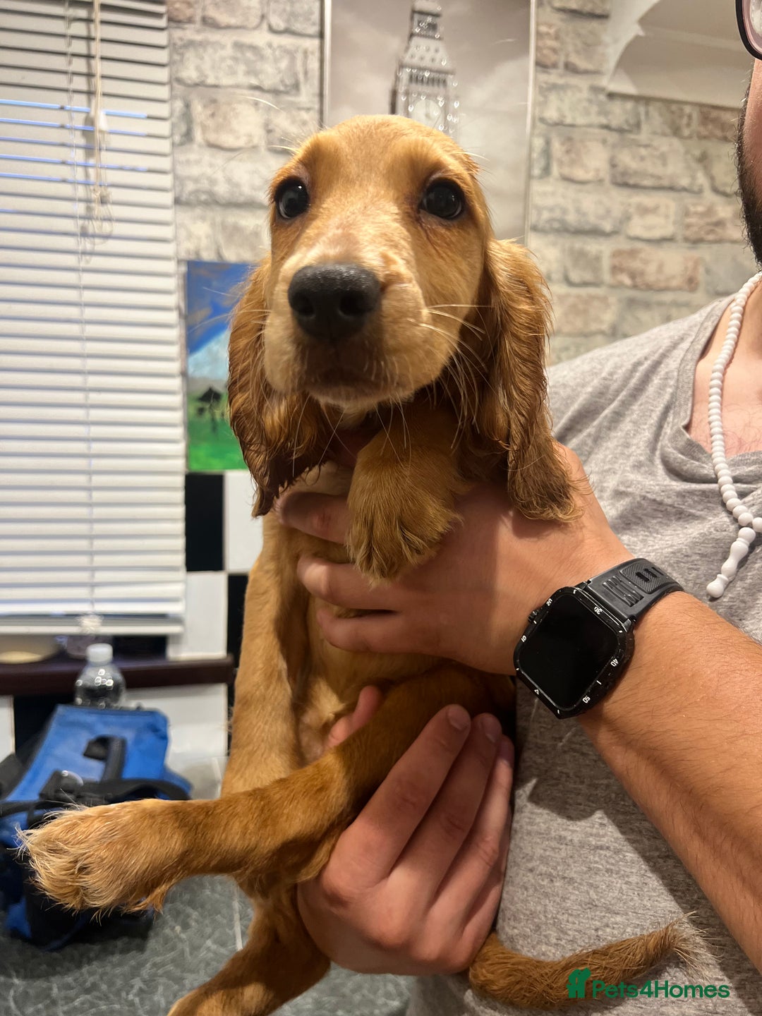 Cocker Spaniel dogs for sale: READY TO LEAVE 5 Golden Show Cocker Spaniels!  in Stanley - Image 1