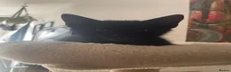 British Shorthair cats for sale: Cute, black kitty  in Washington - Advert 3