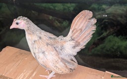 Chickens poultry for sale: Serama chicks 1 1/2 to 2 months,READ DESCRIPTION - Image 6