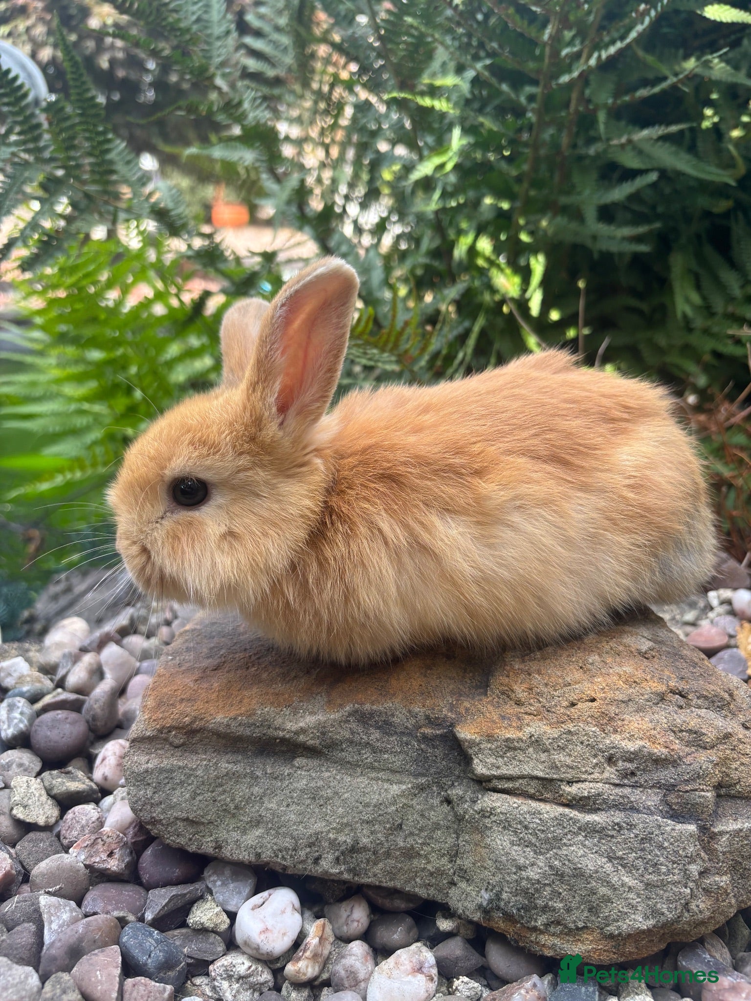 Mixed Breed rabbits Mini lop cross - orange / black  - Advert 1