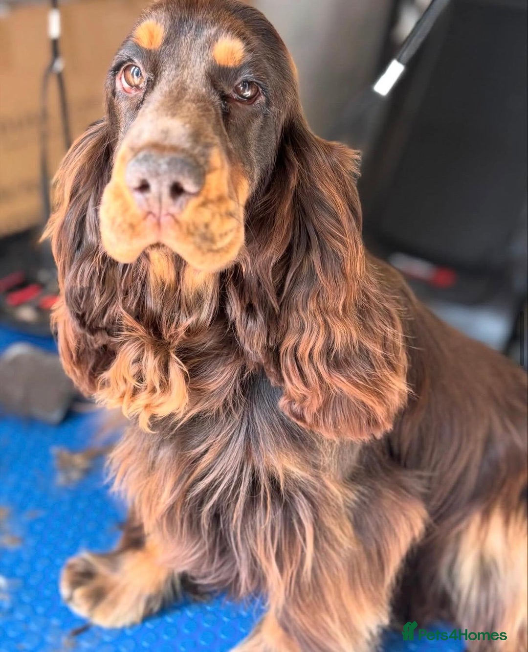 Cocker Spaniel dogs for sale: KC Reg Show Type Cocker Spaniel Puppies - Advert 17